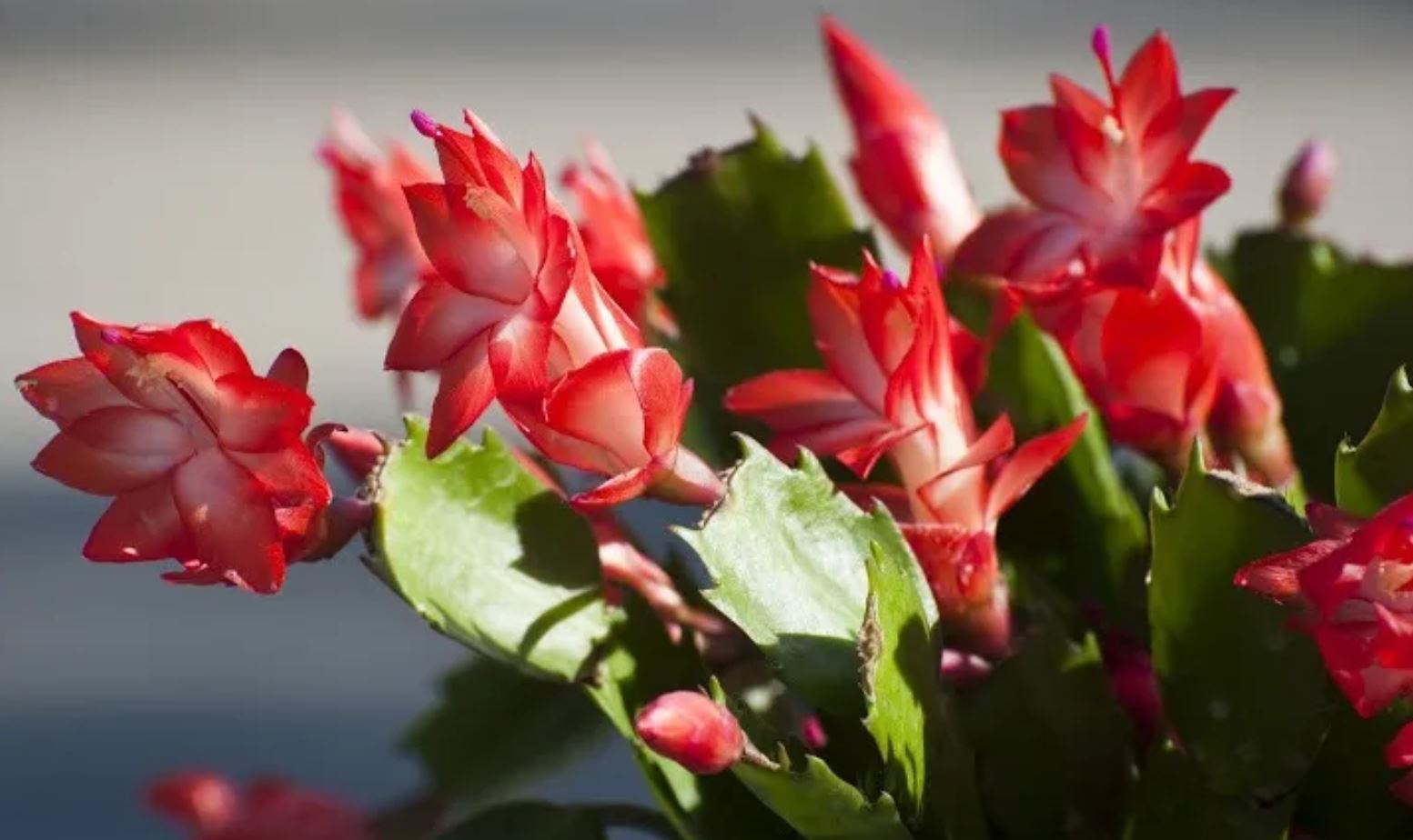 Cách chăm sóc cây Hoa Tiểu Quỳnh